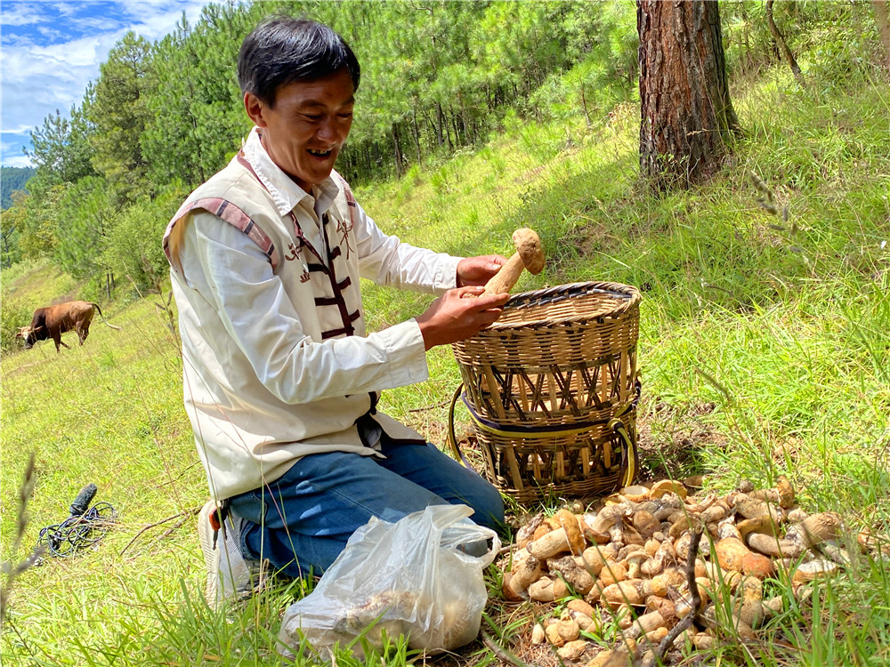 野生菌助維西群眾增收