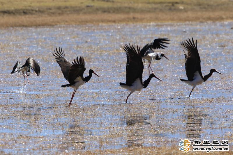 香格里拉飛羽天堂——每日觀鳥臺   舞動的“黑精靈”：黑 鸛