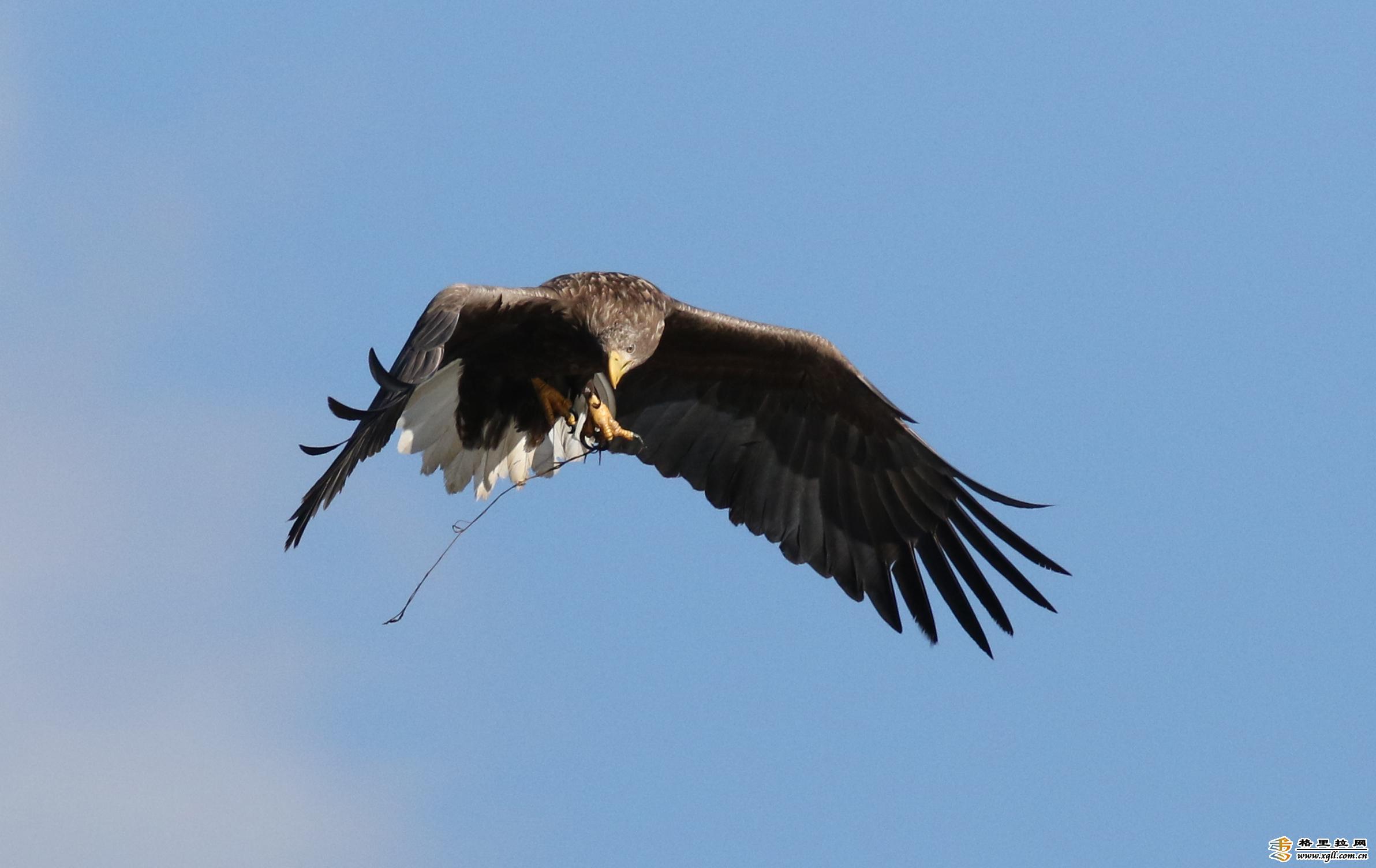 香格里拉飛羽天堂——每日觀鳥臺   大型猛禽：白尾海雕