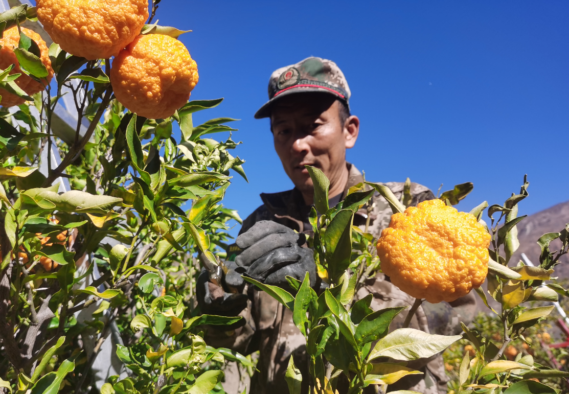 尼西鄉(xiāng)幸福村黃果喜獲豐收