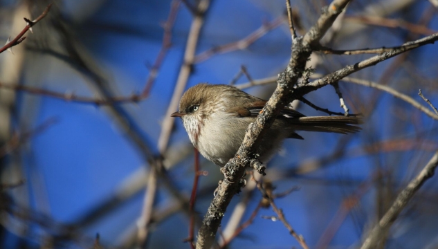 香格里拉飛羽天堂——每日觀鳥臺(tái) 鳥中小胖：高山雀鹛