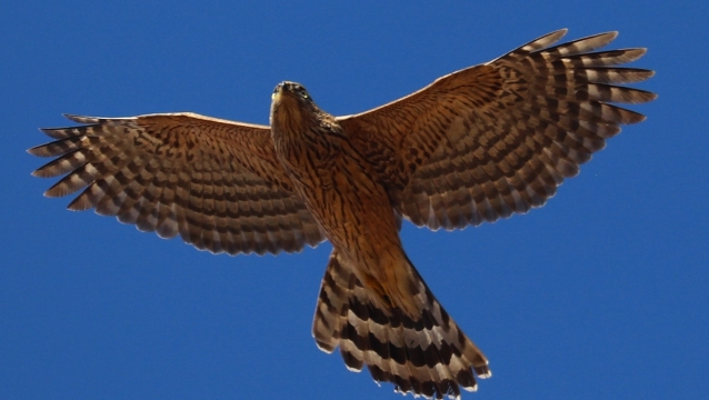 香格里拉飛羽天堂——每日觀鳥臺(tái)  雀鳥殺手：雀鷹