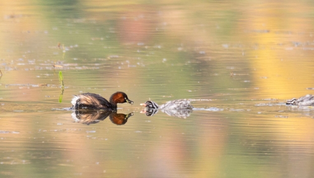 香格里拉飛羽天堂——每日觀鳥(niǎo)臺(tái) 潛水抓魚(yú)能手——小鸊鷉