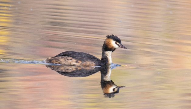 香格里拉飛羽天堂——每日觀鳥(niǎo)臺(tái) 忠貞的愛(ài)情鳥(niǎo)——鳳頭??