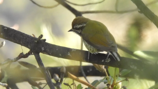 香格里拉飛羽天堂——每日觀鳥臺 斑姬啄木鳥