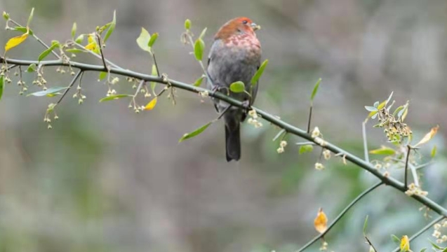 香格里拉飛羽天堂——每日觀鳥臺 紅眉松雀