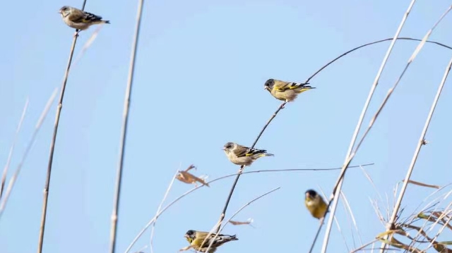 香格里拉飛羽天堂——每日觀鳥臺 黑頭金翅雀