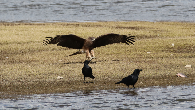 香格里拉飛羽天堂—每日觀鳥(niǎo)臺(tái) 黑鳶