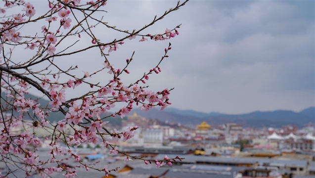 花開(kāi)滿城的香格里拉