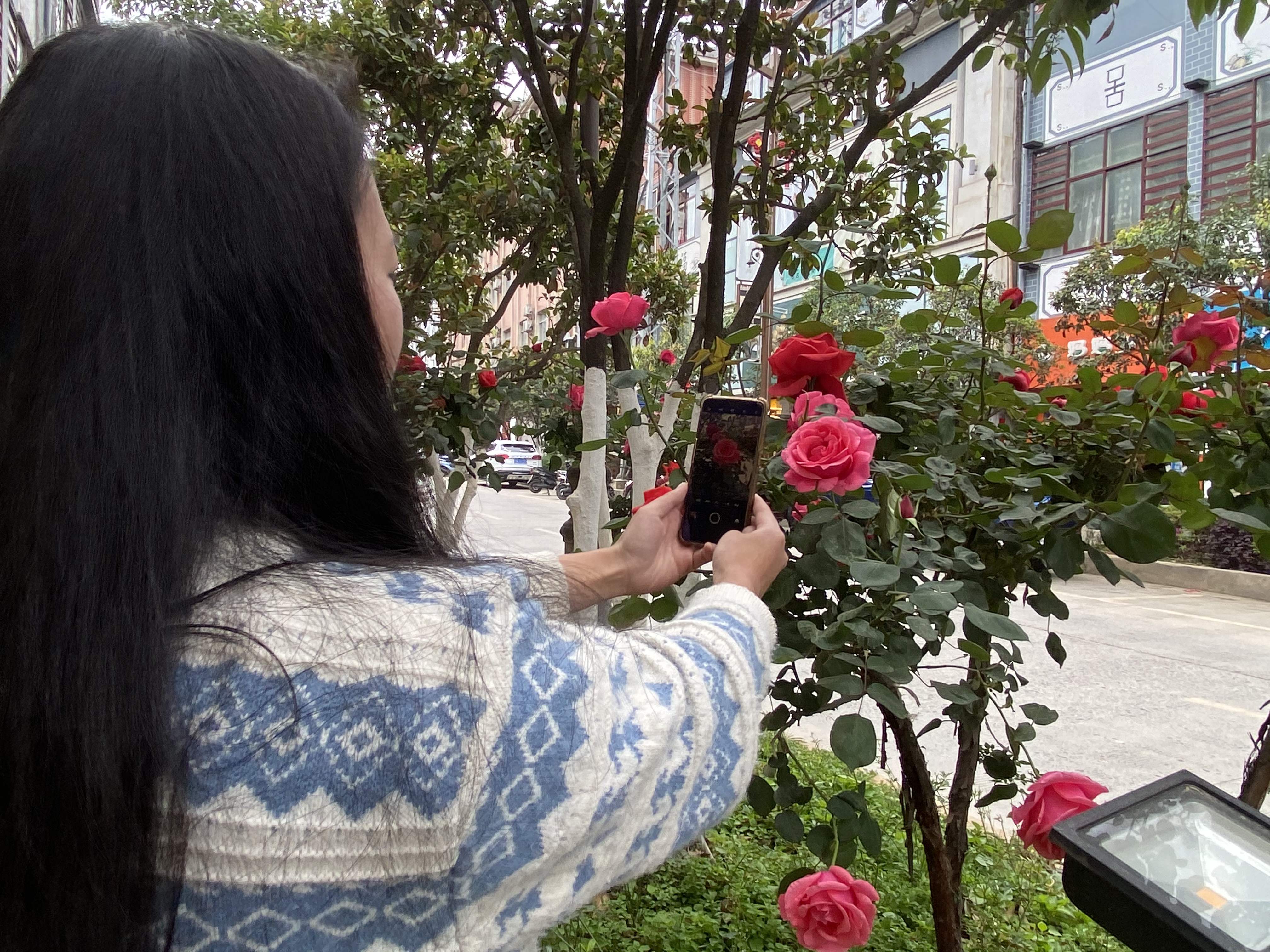 啊嘖嘖！鮮花怒放，維西街道扎實美哦！