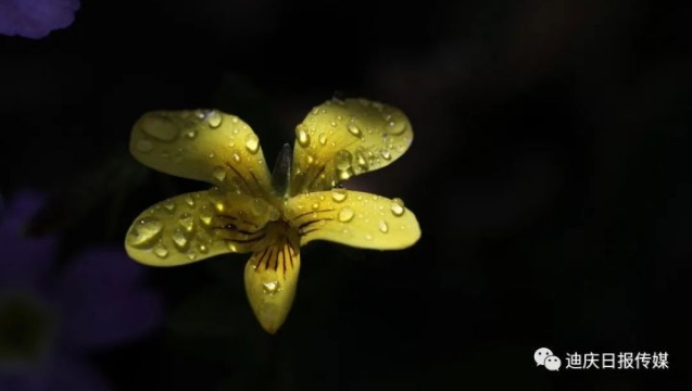 美！香格里拉雨后的露珠，大寫的驚艷！