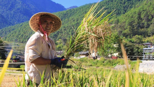 塔城鎮(zhèn)農(nóng)民水稻秋收忙