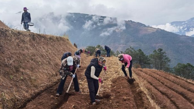 維登鄉(xiāng)山加村村民們正在草莓實驗基地勞作