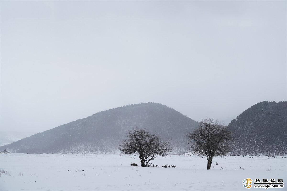 【網(wǎng)絡(luò)中國(guó)節(jié)?春節(jié)】香格里拉小中甸雪中春節(jié)別樣美