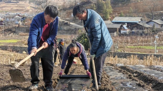 維西田間地頭春耕備耕忙