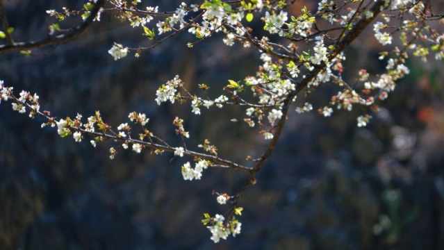 又到一年梨花盛開時(shí)