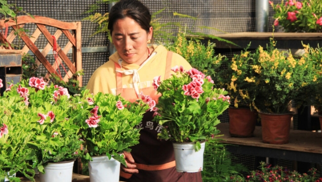 香格里拉花卉市場春意鬧?快把“春天”帶回家