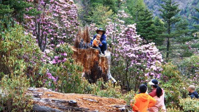 杜鵑花開，維西縣多處瞬間“走紅”！