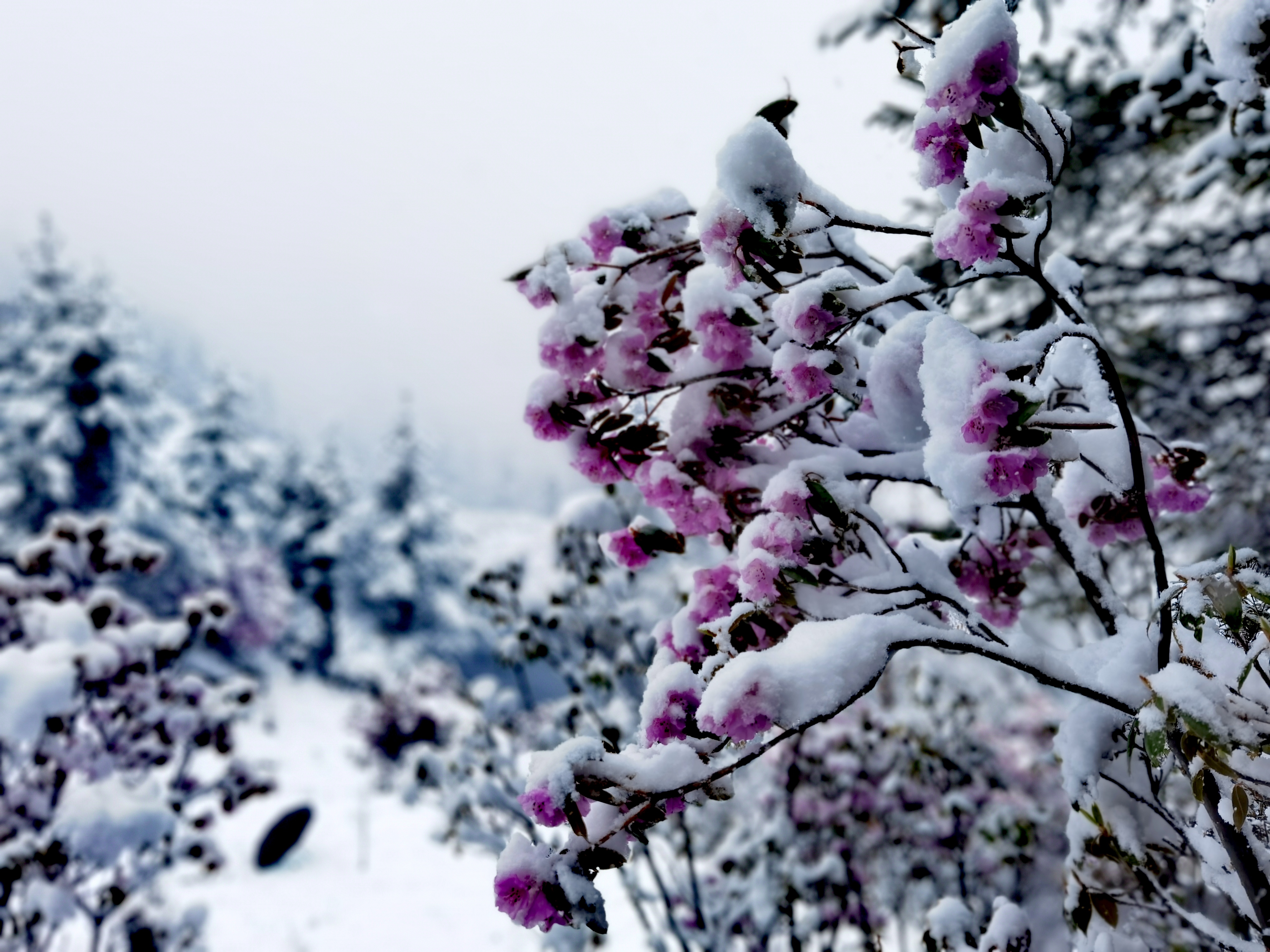 香格里拉五月飛雪，看花賞雪兩不誤