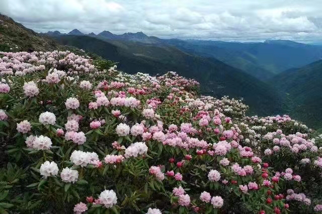 三壩鄉(xiāng)安南村杜鵑花競(jìng)相綻放