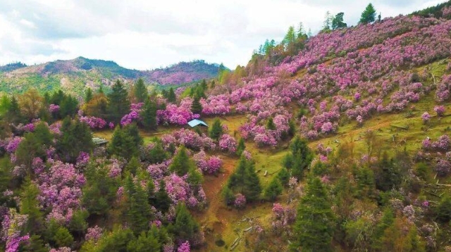 看杜鵑花海