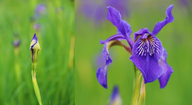 人間六月芳菲盡 高原繁花似錦開(kāi)