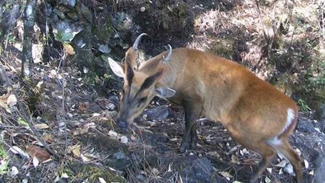 哈巴雪山自然保護區(qū)紅外相機拍攝到珍稀野生動物