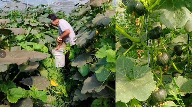 引種成功！進口貝貝南瓜在金江鎮(zhèn)豐收上市