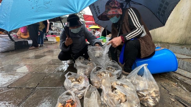 香格里拉市民冒雨購買野生菌