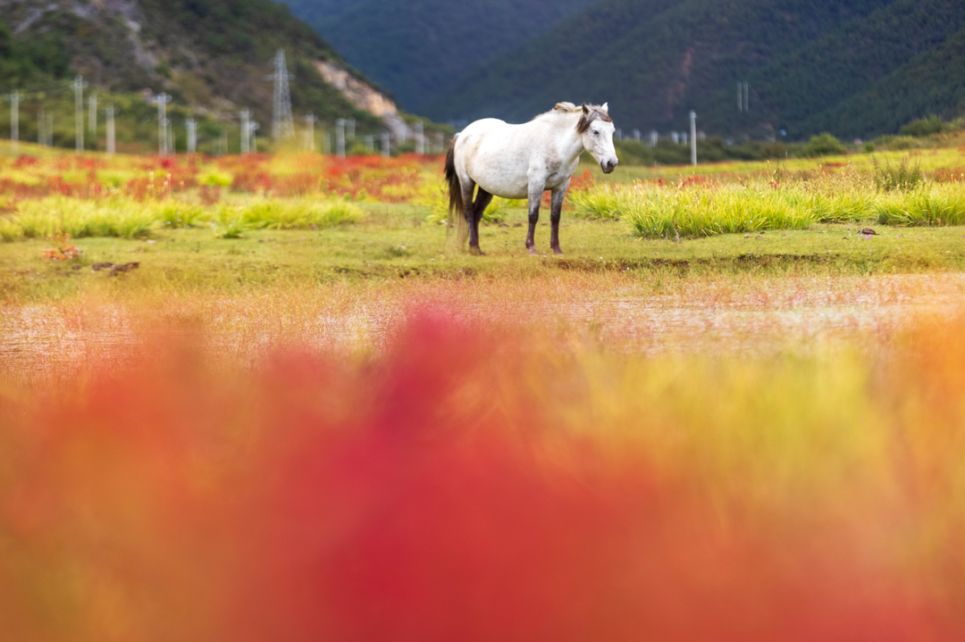 狼毒花開 松學(xué)寶2.png