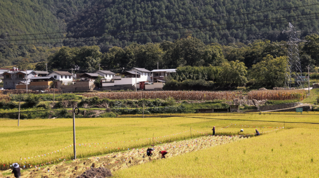 ，維西縣塔城鎮(zhèn)田野鋪金 央金拉姆.png