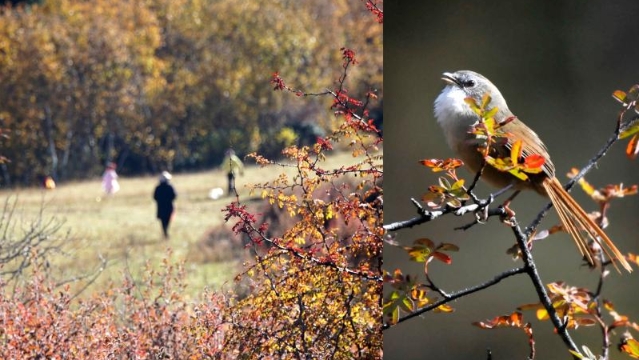 【香格里拉 · 秋】深秋舞鳳山景色迷人