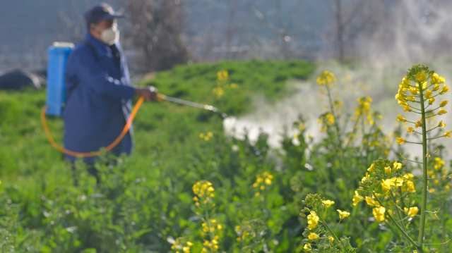 江邊油菜花開迎春來