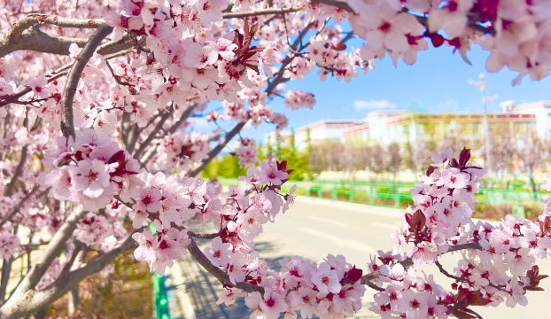 香格里拉城區(qū)的李子花開(kāi)了，你聞！是春天的味道……