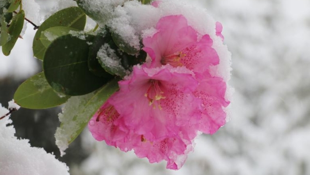 香格里拉“夏雪”啦