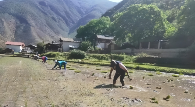 霞若村民田間地頭插秧忙