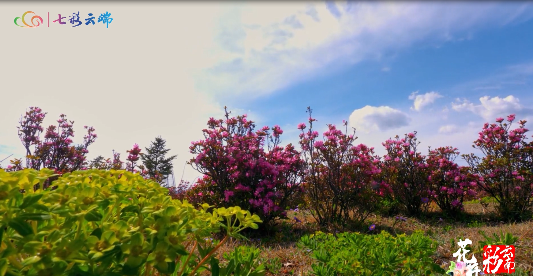 【花開彩云南·香格里拉】我在雪域高原的夏天，遇見漫山遍野的杜鵑