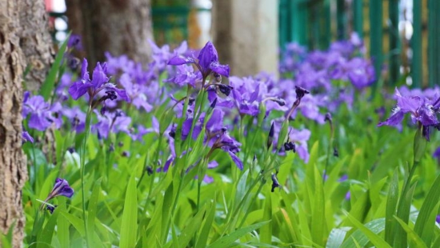 迪慶夏日風(fēng)物:鳶尾花