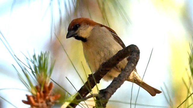 【迪慶百鳥集】??山麻雀