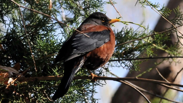 【迪慶百鳥集】 ?灰頭鶇