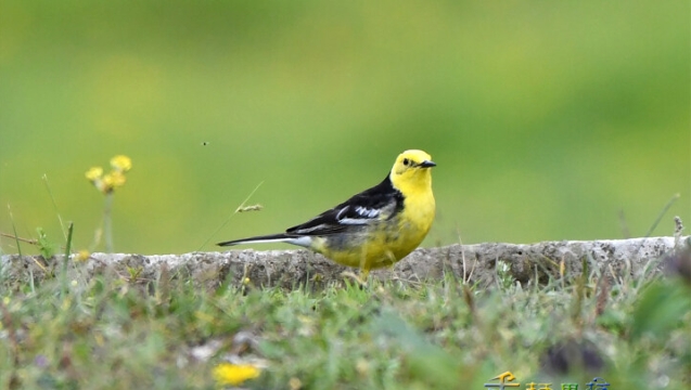 【迪慶百鳥集】?黃頭鹡鸰