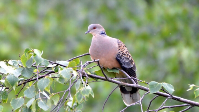 【迪慶百鳥集】?山斑鳩