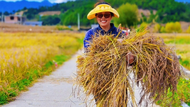 稻谷飄香，攀天閣“豐”景如畫~