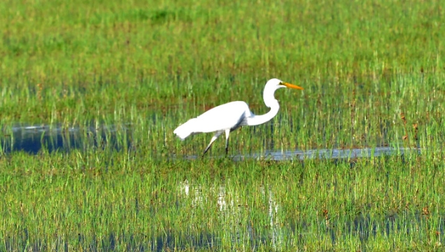 【迪慶百鳥集】54?大白鷺