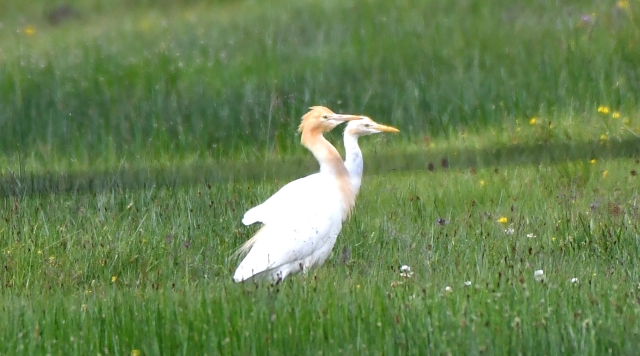 【迪慶百鳥集】55 牛背鷺