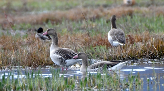 【迪慶百鳥集】58 灰雁