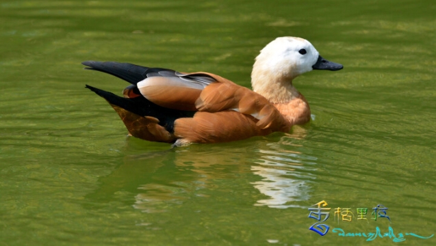 【迪慶百鳥集】60?赤麻鴨