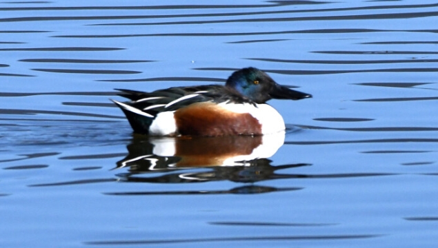 【迪慶百鳥集】70琵嘴鴨