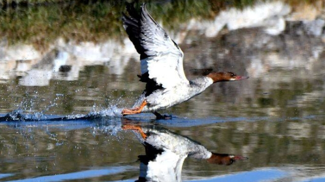 【迪慶百鳥集】71 普通秋沙鴨