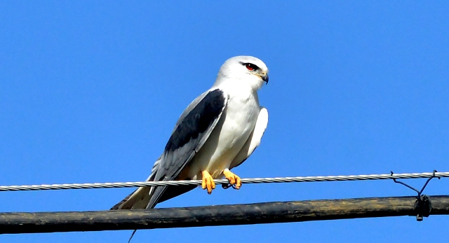 【迪慶百鳥集】76黑翅鳶（yuān）